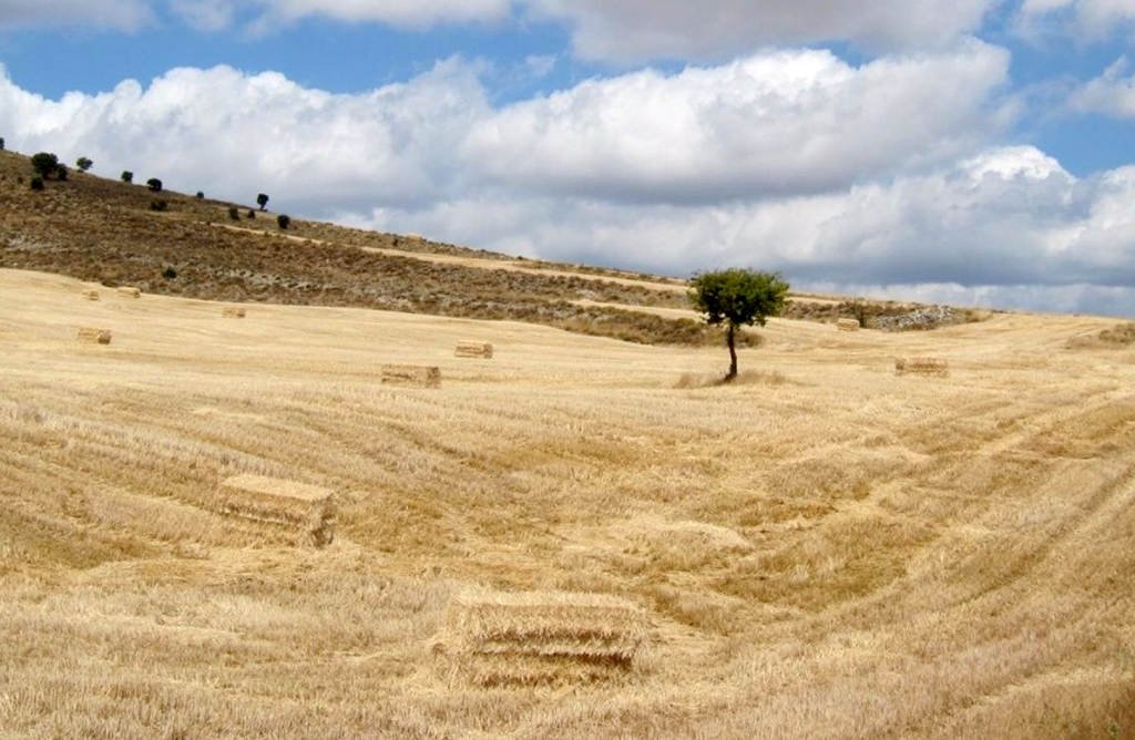 “El secano ha perdido al 55% de sus productores en la Región de Murcia”